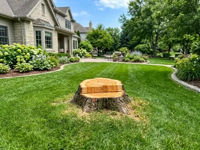 Complete physical stump extraction after tree removal